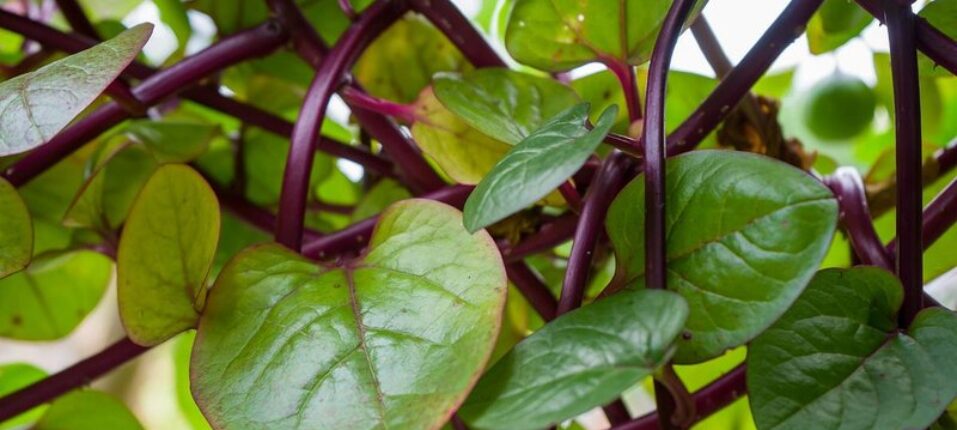 Unlock Exclusive Rewards with SpinMacho Casino Games and Bonuses Worldwide